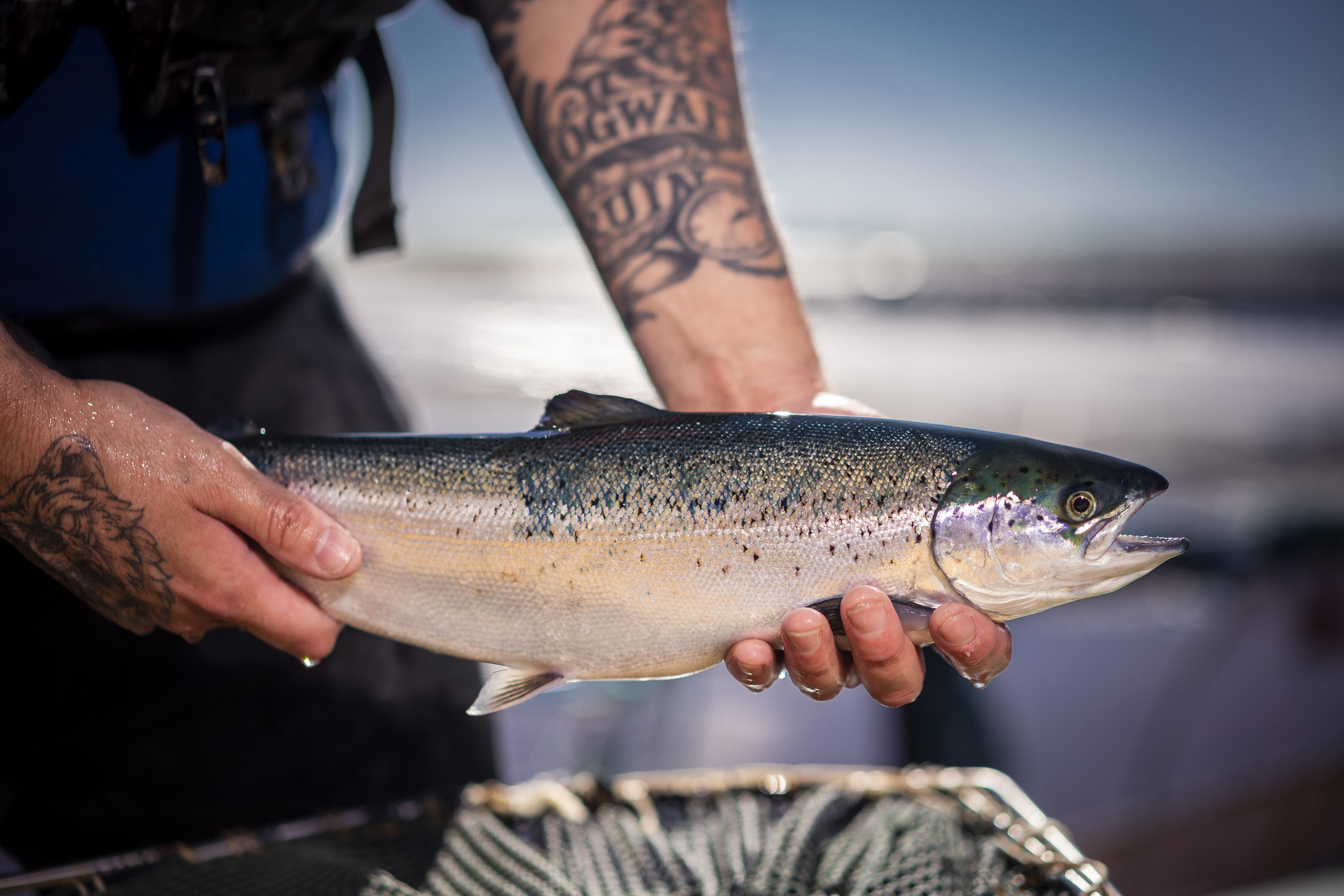 What are the health and welfare standards of Scottish farmed salmon